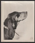 Bird Dog Blood Hound Midnight Queen A.k.c 8" X 10" C1950s. Fixed Price $9.50.