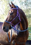 Earthhorse Equipment, V Brow Bitless Bridle Purple And "northern Lights". Fixed Price $116.13.
