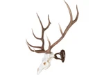 Skull Hooker Skh-bh-assy-brn Big (l And Xl Size Trophies) - Brown. Fixed Price $67.99.