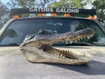 American Alligator Head 5-6 Inches Genuine Documentation Included. Fixed Price $17.99.